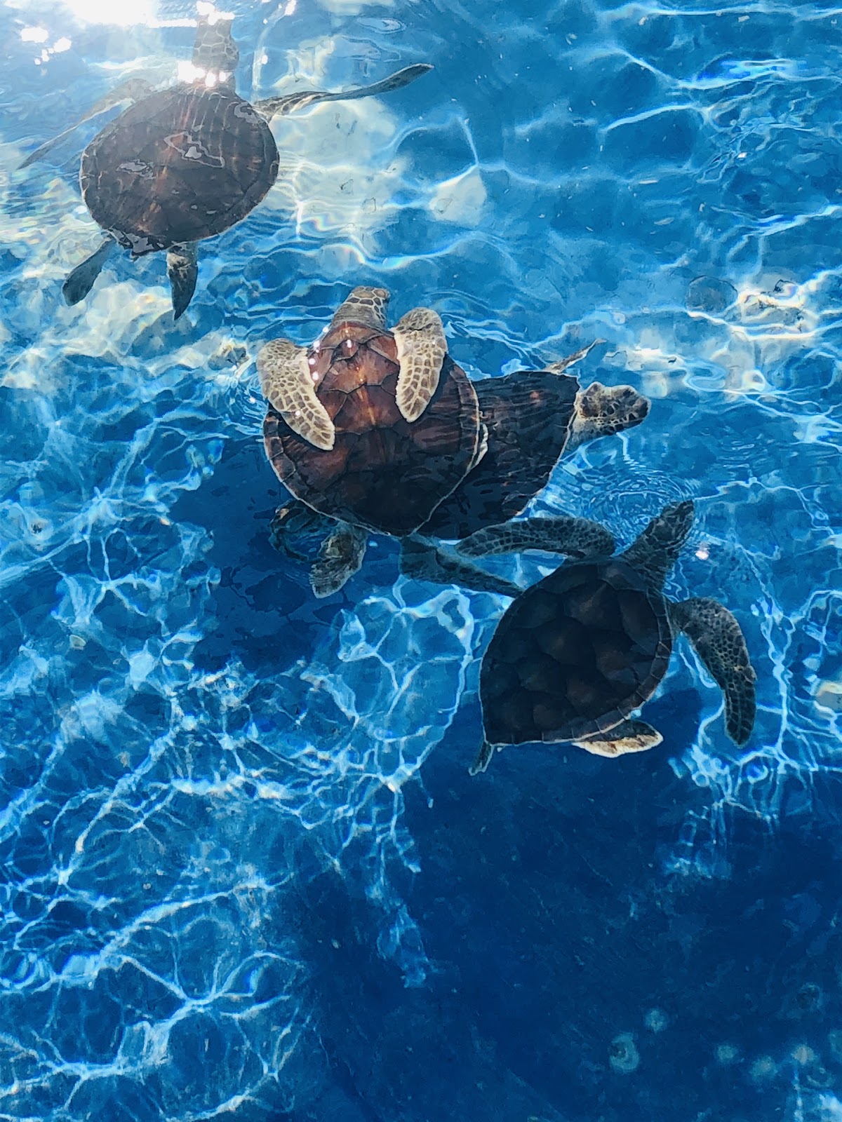 leetx-google-photo-49149-2 leetx-google-photo-49149-2