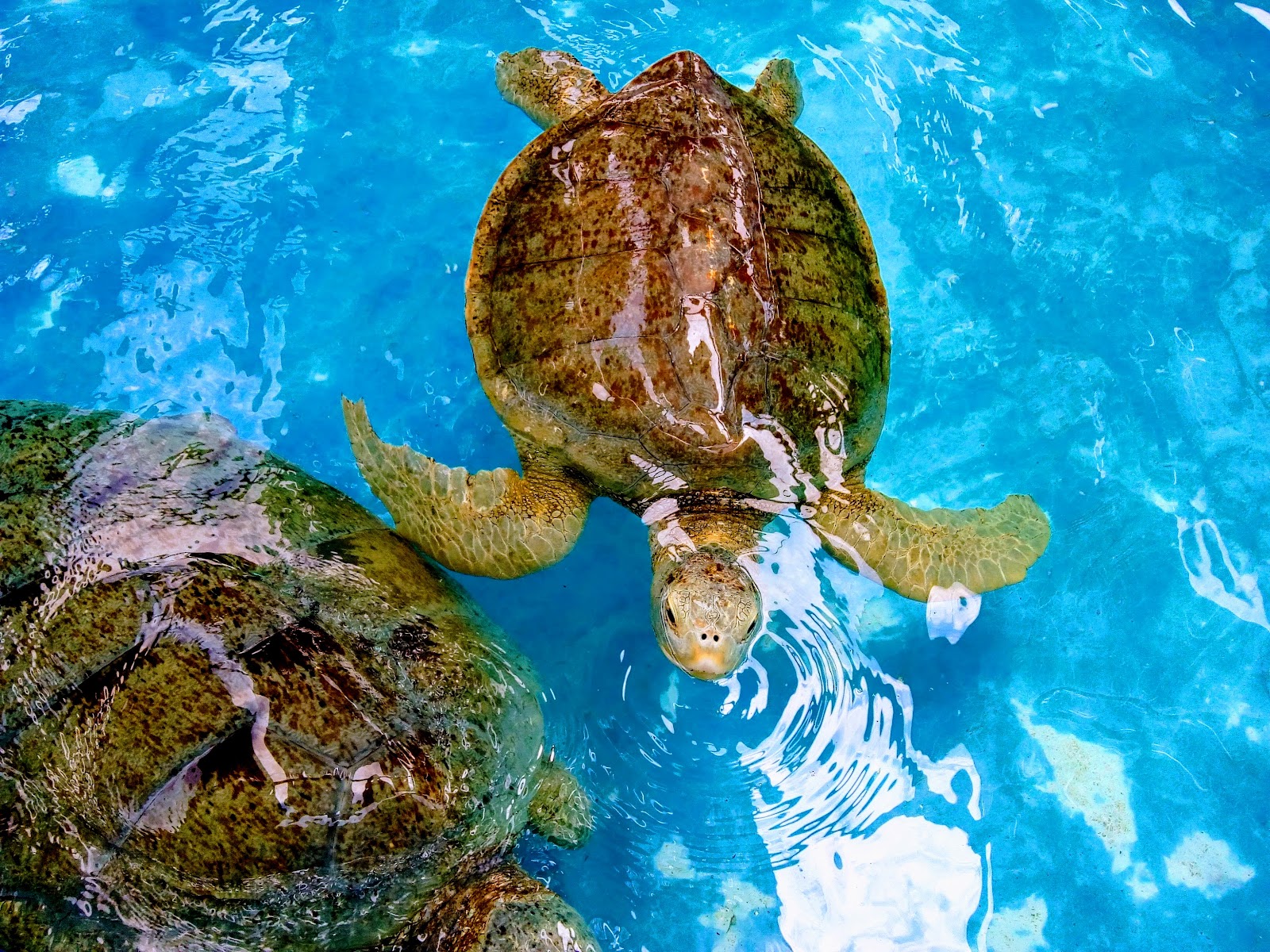 leetx-google-photo-49149-4 leetx-google-photo-49149-4