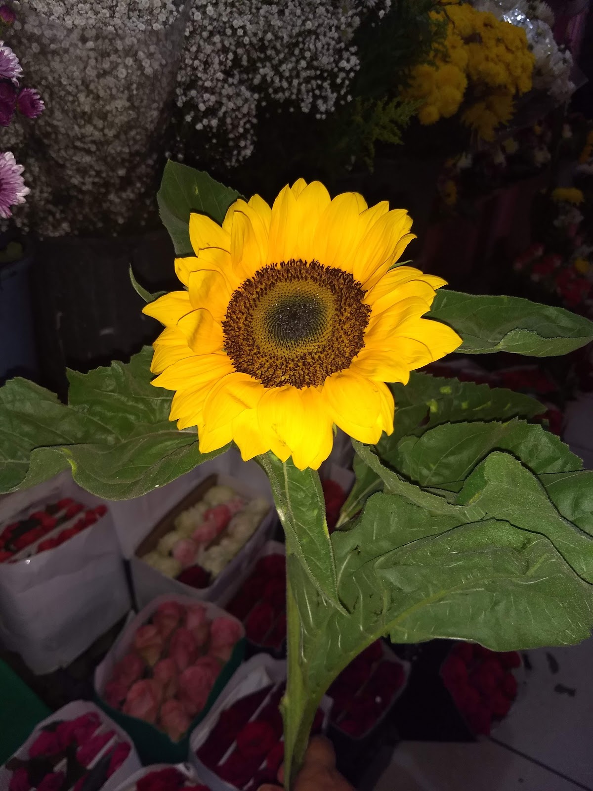 leetx-google-photo-75628-6 leetx-google-photo-75628-6