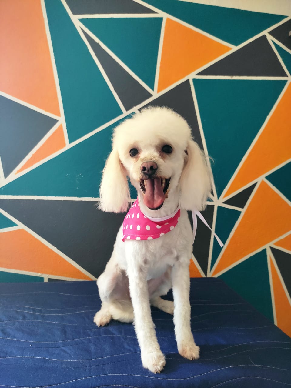 leetx-google-photo-85833-4 leetx-google-photo-85833-4